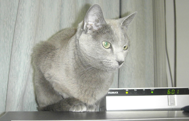 テレビ(ブラウン管)の上にのるのが好きだったロッシ―