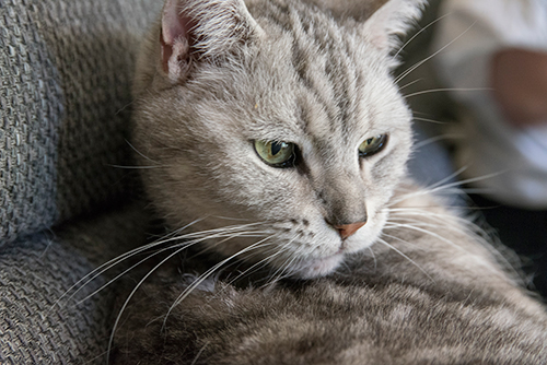 生まれたときから両耳が聞こえない