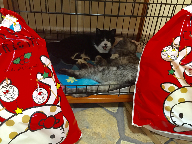 去年クリスマス、てつの飼い主さんから二匹にプレゼント