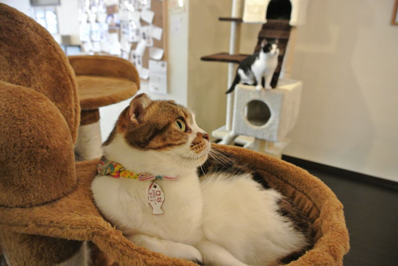 スコティッシュフォールドのひな(メス、7歳)。「今のところ骨瘤などの症状は見られないが、ほかの猫と比べて活発に動くほうではない」と能勢亜弓店長