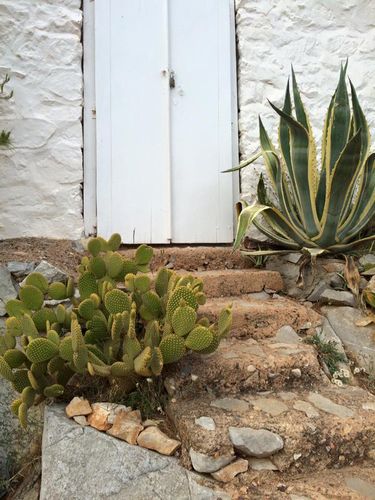 ギリシャの夏はとても乾燥しているので、ホラの上の方はサボテンだらけ(ヒドラ島)