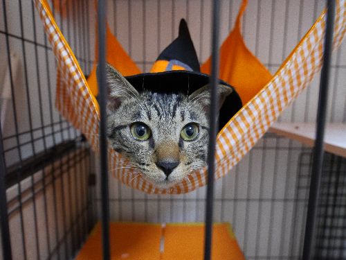 皆も楽しんでハッピーハロウィーン