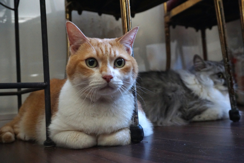 先住シマ(右)は、かずを真似て社交的になったという