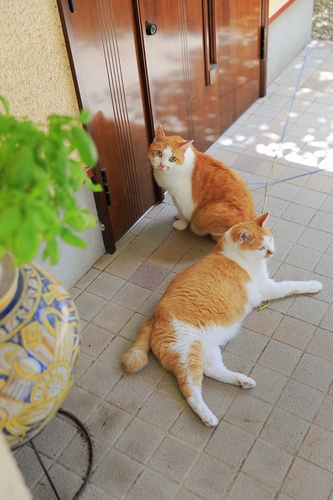 ちぃとだい(合わせて大地)は16歳 祥伝社/ケニア・ドイ