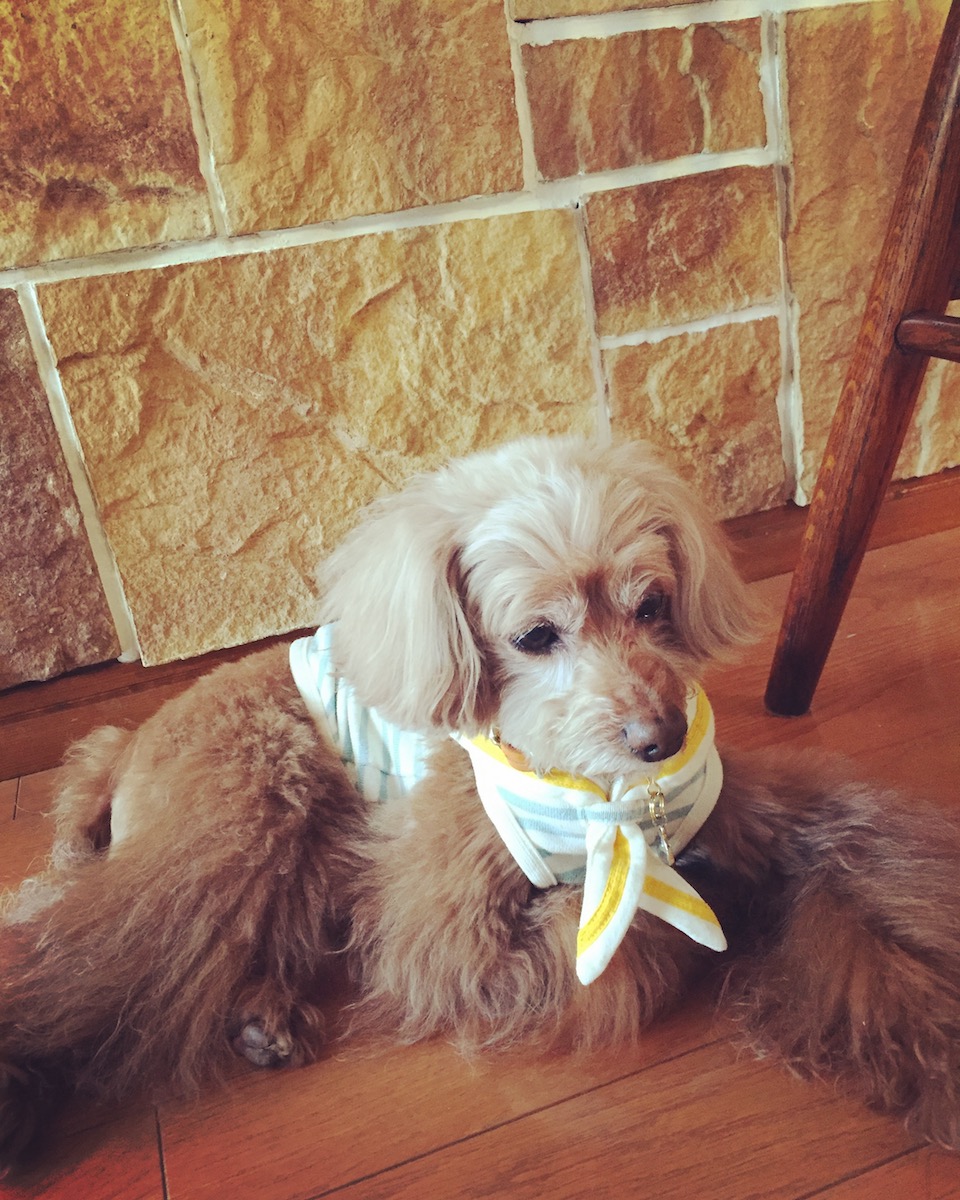 おうちがステキだと、そこはかとなくぷりがセレブ犬っぽく見えるから不思議。