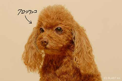 精巧なつくりのクローンワンコ(ブラスト提供)