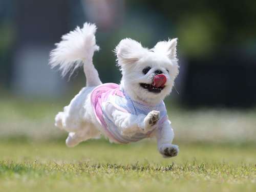 ペキニーズの花ちゃん(4歳)=加納幹夫氏撮影