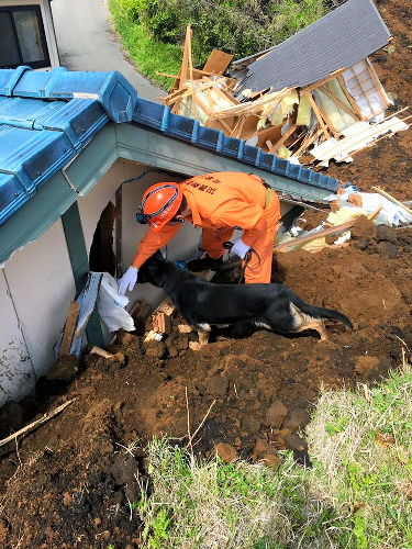 倒壊建物の中に人がいないか捜索する救助犬=17日、熊本県南阿蘇村、和歌山災害救助犬協会提供