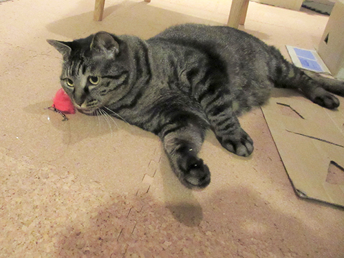 遊んでいるのか寝そべっているのか…