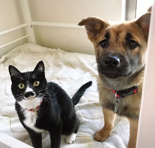 犬と育ったムク(ボランティアの神保枝美さん撮影)