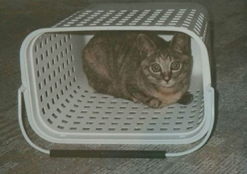 絵里子さんの夫になる男性も”吟味”したドラミ。「私の言い分、合ってたでしょう?」