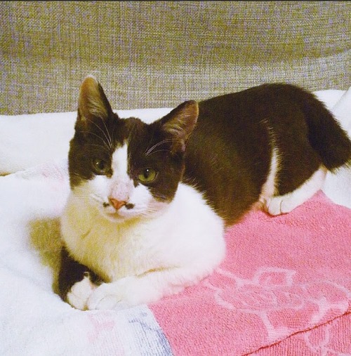 新たな家族と暮らす現在の「Chobi」 提供=(公財)日本動物愛護協会