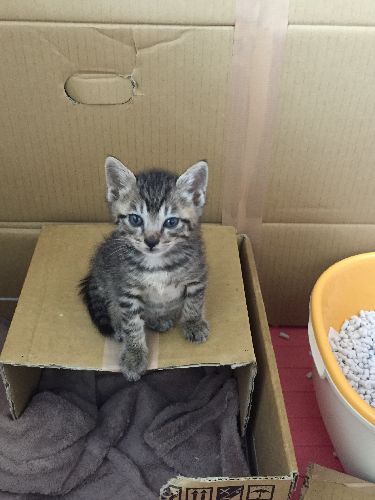 預かりボランティア宅で