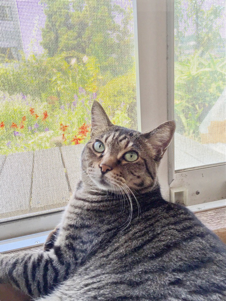 窓辺でくつろぐ、チューチュー(外猫から家猫になった)