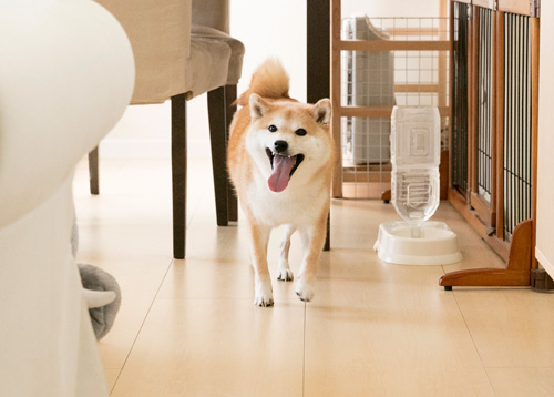 「行くよ〜!」と、にっこり駆け寄ってくるだいふく。胸元ダイブの2秒前!