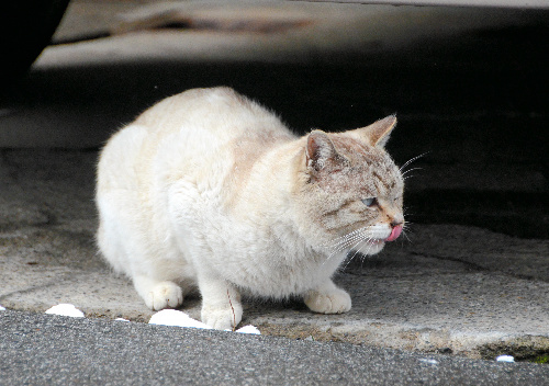 温泉街の溝の水を飲む猫もいた=山形県米沢市の小野川温泉