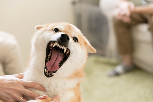 怒っているんじゃないんです!嬉しくて口角が上がるんです!こわくないよ!