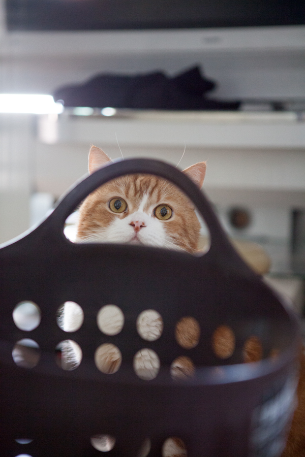 「荒汐部屋のすもうねこ モルとムギと12人の力士たち」(平凡社)より