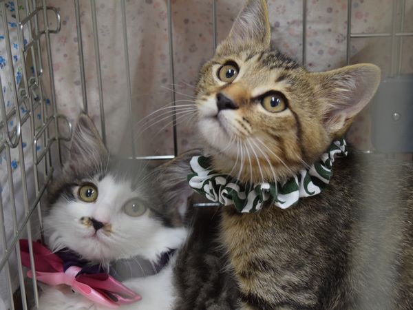 飼い主を待つ保護猫