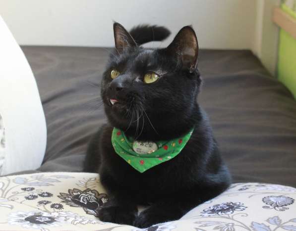 みど梨(3歳、雌)は一番人気。人懐っこくて接客上手。犬歯や舌が出ちゃうのがチャームポイント