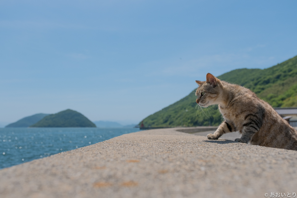 「気ままに猫だもん。」/(c)あおいとり
