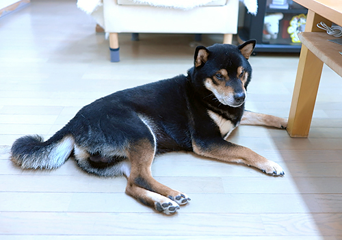 茶色が濃いのがひな兄