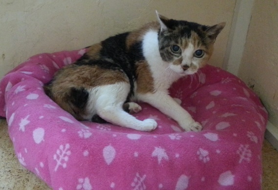 「長生きの秘訣?何事も気にしないことかしら」