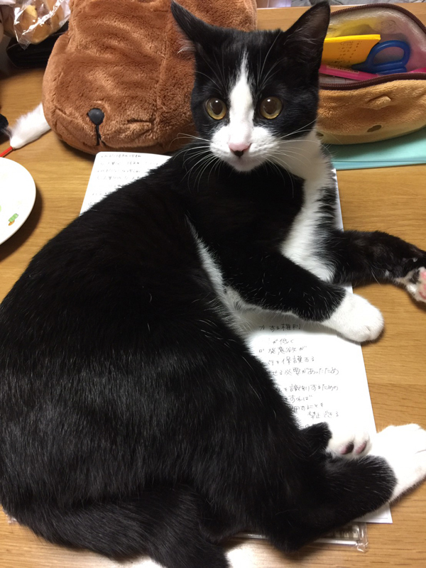 真有さんが勉強していると邪魔しちゃうの