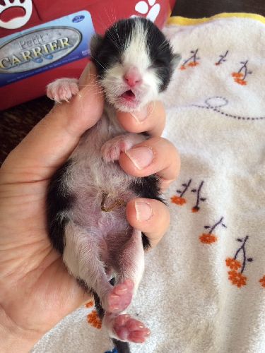 半年前に預かった「けんたろう」はへその緒がついていた