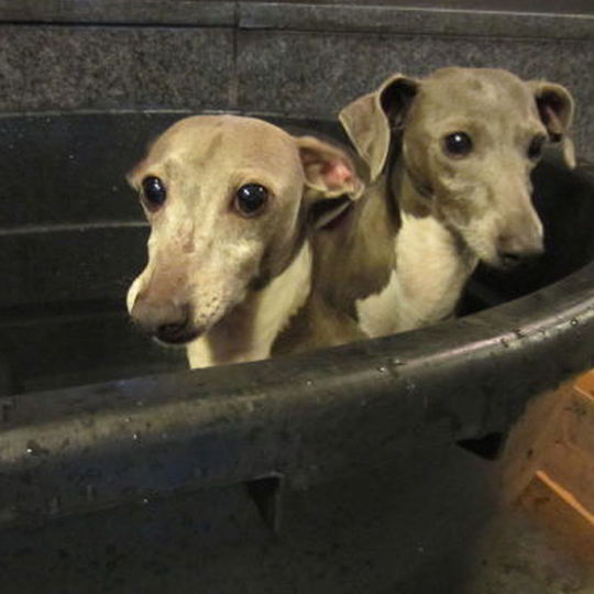 10位 那須温泉 ペット&スパホテル 那須ワン 愛犬と宿泊イメージ