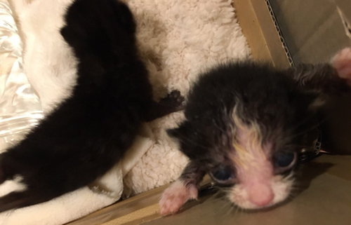 手前の黒白の子はすぐ嫁入りが決まったという