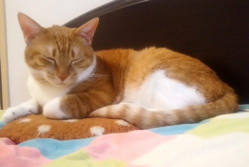 「ママ、今日も一緒に寝ようね」