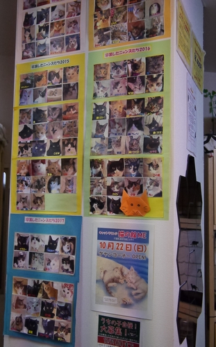 123頭の成猫が新たな家族をみつけました