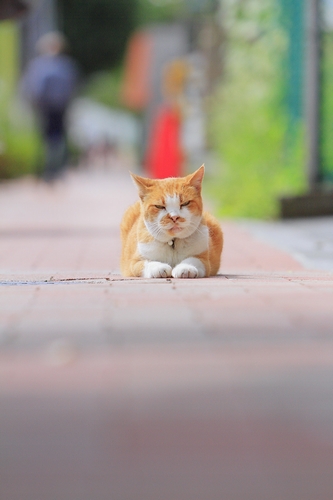 愛嬌たっぷりの「チビ」は家族と工場兼自宅暮らし(17歳) 祥伝社/ケニア・ドイ