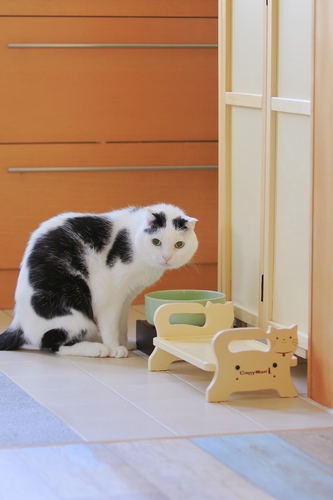 「まろ」(16歳)の長生きの秘訣は温度調節かも 祥伝社/ケニア・ドイ