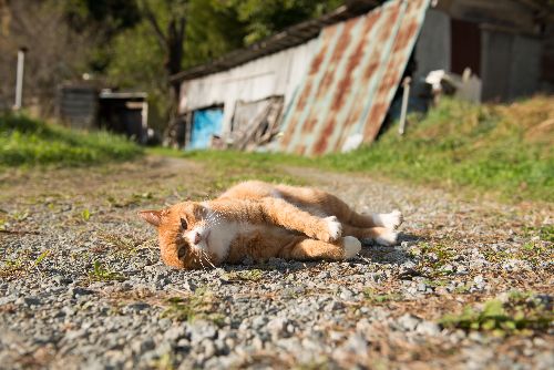 飯舘村にいた頃のマメ。近づくとゴロンと甘える仕草を見せた 写真=上村雄高