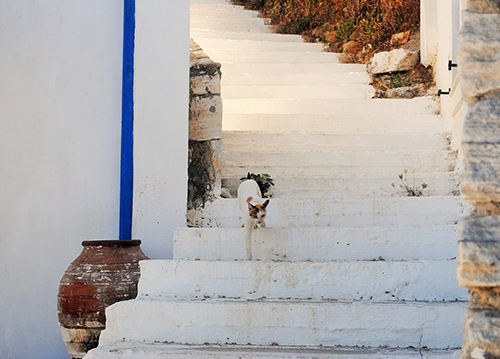 海岸へ向かう白い階段を降りてくるこの子は…えっ、海に入りたいの?(ナクソス島)