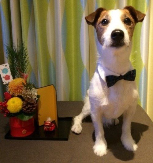 蝶ネクタイでおすましするマイト