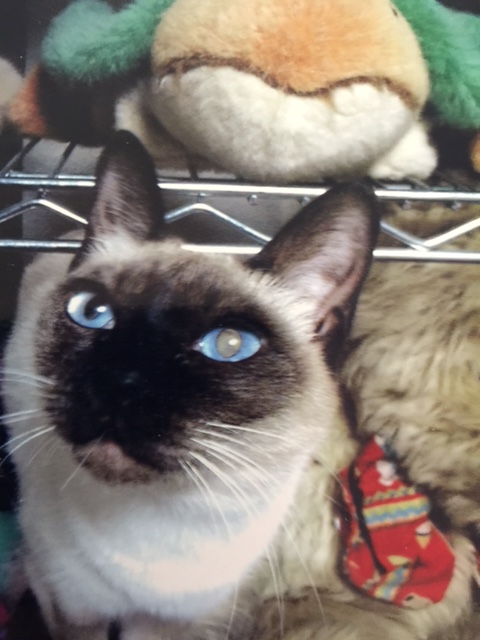 名前の由来は子狐コンコン