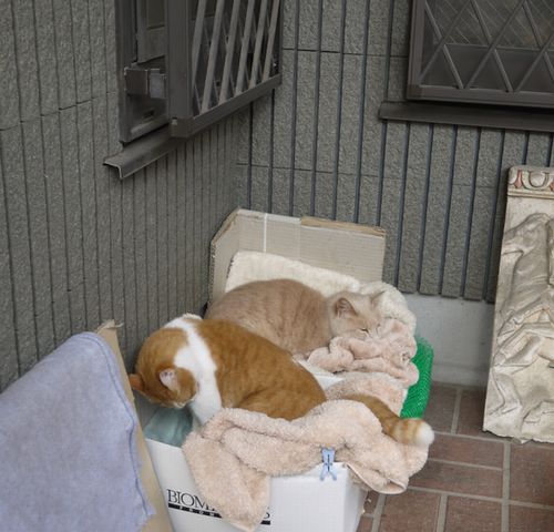 家の玄関前に置かれた2匹のベッド(2016年)