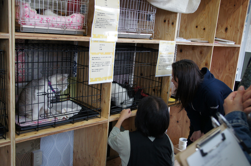 ビデオセミナーを受けたあと、保護猫たちと対面できる