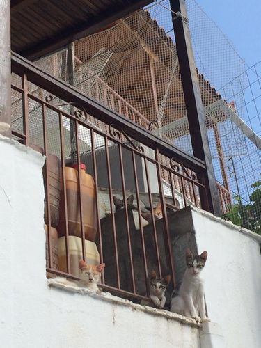 細い道で視線を感じて見上げたら…(スコぺロス島)