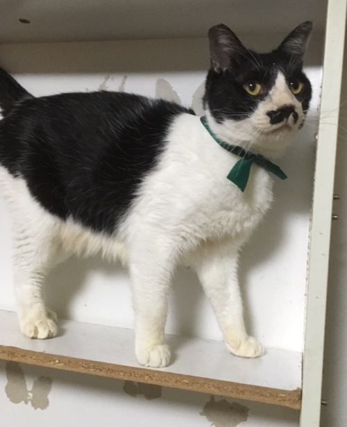 6月17日の譲渡会に参加予定の「くま」(♂・5~6歳)人間大好き、抱っこも大好き 提供=(公財)日本動物愛護協会