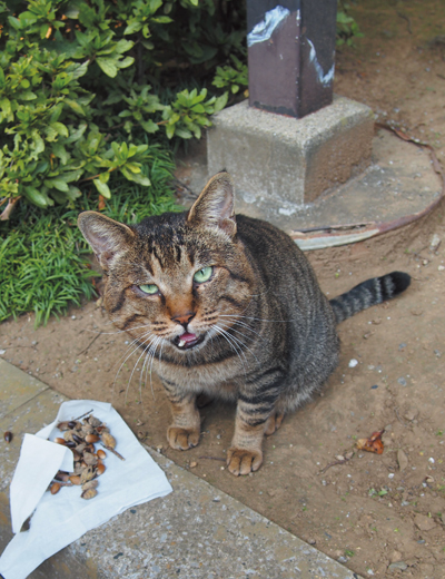 フーテン時代。「どんぐりじゃなく、餌くれ~」