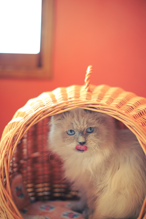 『ネコリパブリック式楽しい猫助け』河瀬麻花・著(河出書房新社・刊)<br/>撮影:ケニア・ドイ