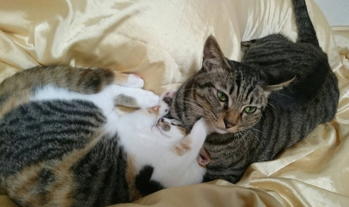 「まあ可愛いしな」銀は数日で一緒に寝るようになった