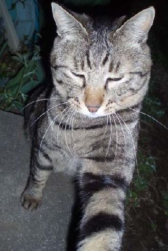 開けて―。かつては夜中に外出することもあった