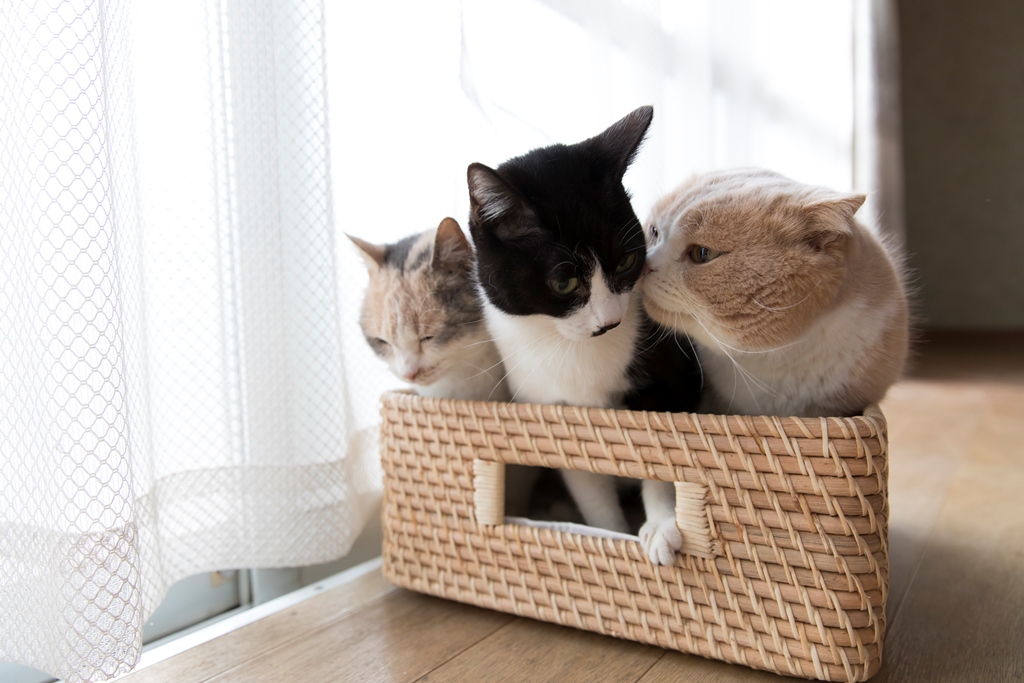 中央ははちわれさん役のひげ(C)KADOKAWA/五十嵐健太