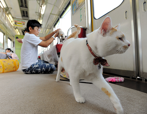 列車にはカーペットが敷かれ、猫たちは自由に歩き回った