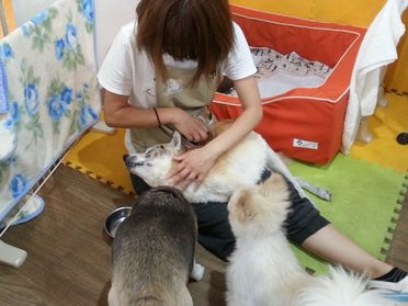 老犬ホームに預けられた16歳の柴犬を抱いてお世話中